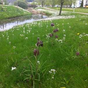 Kungsängslilja, mandelblom och maskrosor  i Bäckparken